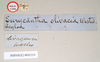 CollectionObject 1562201; 87c619d7-1409-4705-af76-184c723c119a, NHMUK(SF IMPORT DUPLICATE) 845219: copyright Natural History Museum, London. male, data labels of Eurycantha olivacea (holotype). (CollectionObject).
