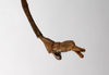 CollectionObject 1558347; 233e2e3a-59b8-4308-92ca-eb7f4328a712: copyright ZMHB, Berlin. male: end of abdomen, further lateral view (holotype). (CollectionObject).