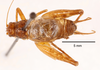 CollectionObject 1523709; f8c0e35e-62b4-47d4-bd1a-191d58e7a3d8: male, dorsal view (holotype). (CollectionObject).