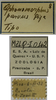 Aphonomorphus (Aphonomorphus) parvus Piza, 1968: female, labels (syntype). (Otu).