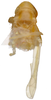 Habitus, dorsal view on Erythridula jonesi (Hepner, 1976): Habitus (holotype, INHS collection). (Observation).