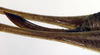 CollectionObject 1575833; 115a0996-7883-430e-b232-0aac33599d35: ovipositor (paratype). (CollectionObject).