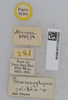 CollectionObject 1578674; a0b7b93a-a945-46ed-a8fb-fcb34981b3f7: labels (paratype). (CollectionObject).