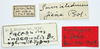 CollectionObject 1506081; 56871055-02d0-4276-b108-9c42d2980a8a: labels (syntype). (CollectionObject).