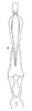 Connective: aedeagus/connective, ventrally. (Observation).