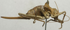 CollectionObject 1535934; 7564eb33-3608-43cc-805a-033be1400124: female, lateral view (syntype). (CollectionObject).