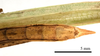 CollectionObject 1538226; 8d7447ef-b199-493a-be99-263e26e8e916: male tip of abdomen, ventral view (holotype). (CollectionObject).