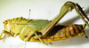 CollectionObject 1498683; 828f73c6-4025-48ef-a3bd-1a77779d5fac: female, lateral view. (CollectionObject).