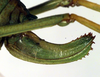 CollectionObject 1502530; b5ebaf81-9627-4070-953c-c5961482e366, DORSA BTisocauATF: ovipositor (syntype of Isophya caucasica). (CollectionObject).