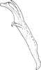 Aedeagus, lateral view on Distantasca barawa (Dworakowska, 1981): Aedeagus, lateral view. (Observation).