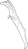 Aedeagus, lateral view Depicts Aedeagus, lateral view, an Observation.