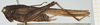 CollectionObject 1518014; 2c6b1f49-fd53-4ace-9b3a-bf172923fc79, NHMUK010924496: female, lateral view (holotype). (CollectionObject).