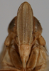 Head: !! display not done !! on Obtusicranus bicarinus Bartlett, 2006: (Observation).