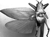 Metholce nigritarsis Walker, 1871: male, dorsal view (Australia, Canberra). (Otu).