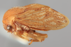 Habitus, lateral view on Gargara (Gargara) luteipennis Funkhouser, 1914: (Observation).