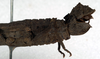 CollectionObject 1561263; NMW 42, 161332a8-b819-491a-a030-9d2d452ae4c5: copyright NMW. female: end of abdomen, lateral view (syntype). (CollectionObject).