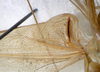 CollectionObject 1505669; e28bcb11-7e21-42cc-8942-6a6c130ea64a: male. stridulatory area of left tegmen in ventral view (syntype of Ruspolia brevipennis). (CollectionObject).