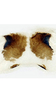 Forewing on Cuerna sayi Nielson, 1965: Female internal sternum VIII.<br>U.S.A., Montana, Madison Co., Twin Bridges, INHS.<br> Photo: S. Krishnankutty. (Observation).