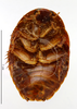 CollectionObject 1587343; MNHN(SF IMPORT DUPLICATE) MNHN-EP-EP1371, b91f113e-5a20-41ea-94cd-2771f47f1f5c: CC BY-NC-ND 4.0/MNHN - Depraetere Marion - 2014. Type, female, of nugax Rehn, 1937. Specimen number: MNHN-EP-EP1371. http://coldb.mnhn.fr/catalognumber/mnhn/ep/ep1371. (CollectionObject).