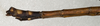 CollectionObject 1559439; NMW 490, 1b12f775-b409-4fa3-920e-c814fcca316f: copyright NMW, Vienna. male: end of abdomen, lateral view (holotype). (CollectionObject).