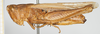 CollectionObject 1519440; f4045920-d9c4-4605-8844-0c0a14942c2f, NHMUK10924572: female, lateral view (holotype). (CollectionObject).
