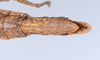 CollectionObject 1561595; 68d0547e-6685-4782-b266-e2a0e5f91570: copyright ZMUH, Hamburg. female: end of abdomen, ventral view (syntype). (CollectionObject).