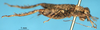 CollectionObject 1505348; 6506ead9-1b83-451d-b782-5f3d25e390c3: male, lateral view (holotype). (CollectionObject).