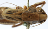 CollectionObject 1539770; 68016413-708a-4add-a030-55150933854f: female pronotum dorsal (holotype). (CollectionObject).
