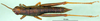 CollectionObject 1501086; 43a33986-35ad-44e3-9ada-8f300f9fa51d, DORSA BA000289S01: male, dorsal view (holotype). (CollectionObject).