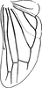 Hind wing: !! display not done !! on Eurhadina (Eurhadina) wagneri Dworakowska, 1969: Hind wing. (Observation).