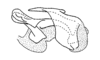 Palandella cardinalis Amédégnato & Poulain, 1998: Fig. 13. ectophallus layer. (Otu).
