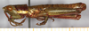 CollectionObject 1499416; a244e93d-e043-4561-a1d8-b569e0934018: male, lateral view (holotype). (CollectionObject).