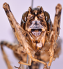 CollectionObject 1581155; 30f9cf53-5069-430f-8639-f52b6ddc6c9f: female, frons (paratype). (CollectionObject).