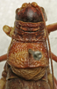 CollectionObject 1534980; 0dee5ef6-a272-48dd-8195-6668f2305445: male pronotum, dorsal view (syntype). (CollectionObject).
