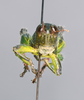 CollectionObject 2014606; 7383ed84-b8c6-45b2-912f-11e0f5b5364e: male frons. (CollectionObject).
