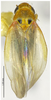 Habitus, dorsal view on Arboridia (Arboridia) anteoculara Song & Li, 2013: (Observation).