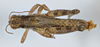 CollectionObject 1527173; 60d80645-3553-407d-8159-8ce55611d541: male, dorsal view (holotype). (CollectionObject).