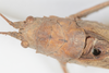 CollectionObject 1505790; f66dcb63-6045-4d5d-acc7-ba5b68075af6: male, dorsal view (syntype). (CollectionObject).