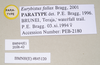Eurybistus fallax Bragg, 2001: copyright Natural History Museum, London. female, data labels (paratype). (Otu).