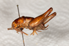CollectionObject 1537339; 61d365f1-11bd-44b2-ab9d-920770231826: female, lateral view (syntype #1). (CollectionObject).