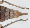CollectionObject 1581501; b2f8a77e-7916-4bfd-a59a-c276422236fe: copyright RMNH Leiden. female: end of abdomen, dorsal view. (CollectionObject).