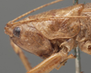 CollectionObject 1505627; 32cb8af4-f8a9-4b38-9c0d-b7cf08c6759f: female pronotum, lateral view (holotype of Aethiomerus stenorhinus). (CollectionObject).