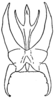 Trigonidium (Trigonidium) vittatum (Chopard, 1954): Fig. 41. male copulatory organ. (Otu).