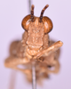 CollectionObject 1585717; de835e22-a69d-4cee-ab09-17aaa6e1ccd3: male, frons (no a type). (CollectionObject).