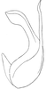 Aedeagus, lateral view on Platymetopius (Platymetopius) safavii Dlabola, 1971: Aedeagus, lateral view. (Observation).