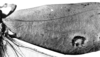 CollectionObject 1541599; 1477847b-e029-4909-b7a2-cb39a98e15d2, MNHNspecimen gamma: Fig. 71. male right tegmen. (CollectionObject).