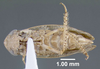 Habitus ventral view: !! display not done !! on Pendarus (Pendarus) punctiscriptus (Van Duzee, 1892): (Observation).