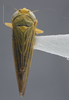 Habitus, dorsal view on Cicadula (Henriana) frontalis (Herrich-Schäffer, 1835): Dorsal. (Observation).