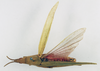 CollectionObject 1540632; 506c9559-d589-4f97-963a-988772237f58: female, dorsal view (holotype). (CollectionObject).