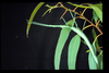 Didymuria violescens (Leach, 1814): copyright D.C.F. Rentz. female, NSW, i.1994. (Otu).